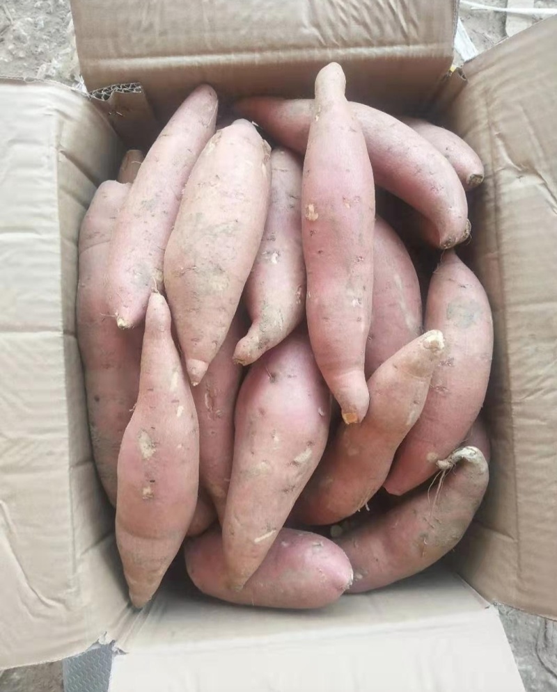 【实力】河北龙薯九产地直发皮毛亮保质保量诚信发货