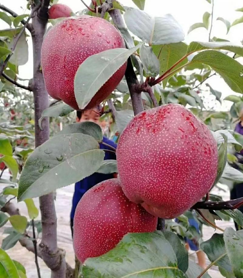奥红一号梨树苗基地发货包技术包成活包品种全国可发货