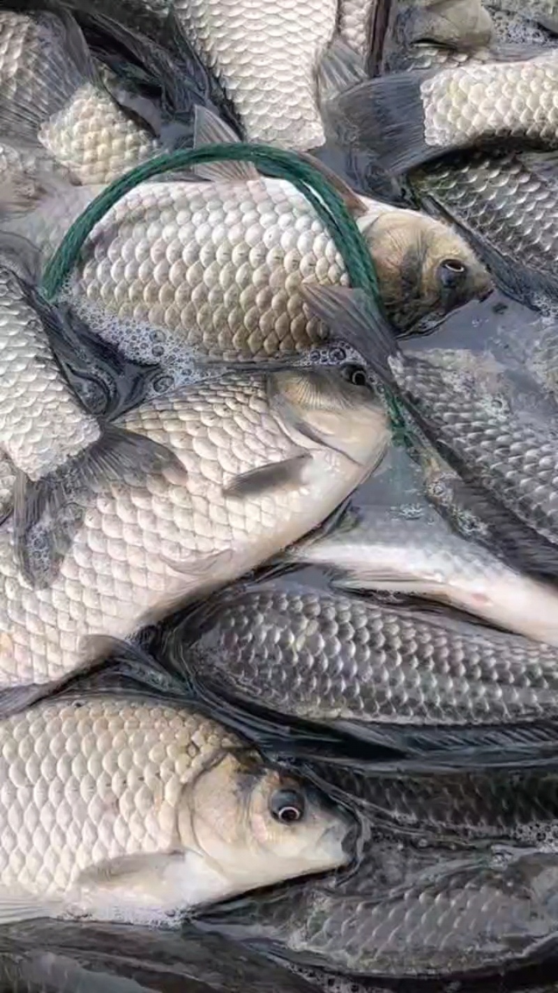 鲫鱼中科三号钓场专用规格齐全，成活率高塘口直供可送货