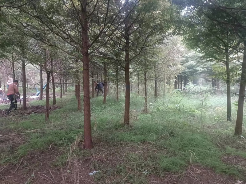 水杉10-12公分粗湖北基地直供质量保证量大优惠