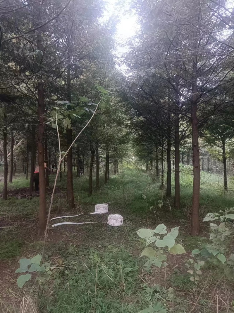 水杉10-12公分粗湖北基地直供质量保证量大优惠