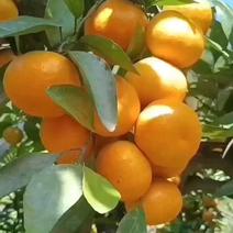 [好货]橘子湖北蜜橘柑橘柑桔多汁多肉大量上市