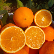 纽荷尔脐橙重庆脐橙货源充足口感好价格优质量保证