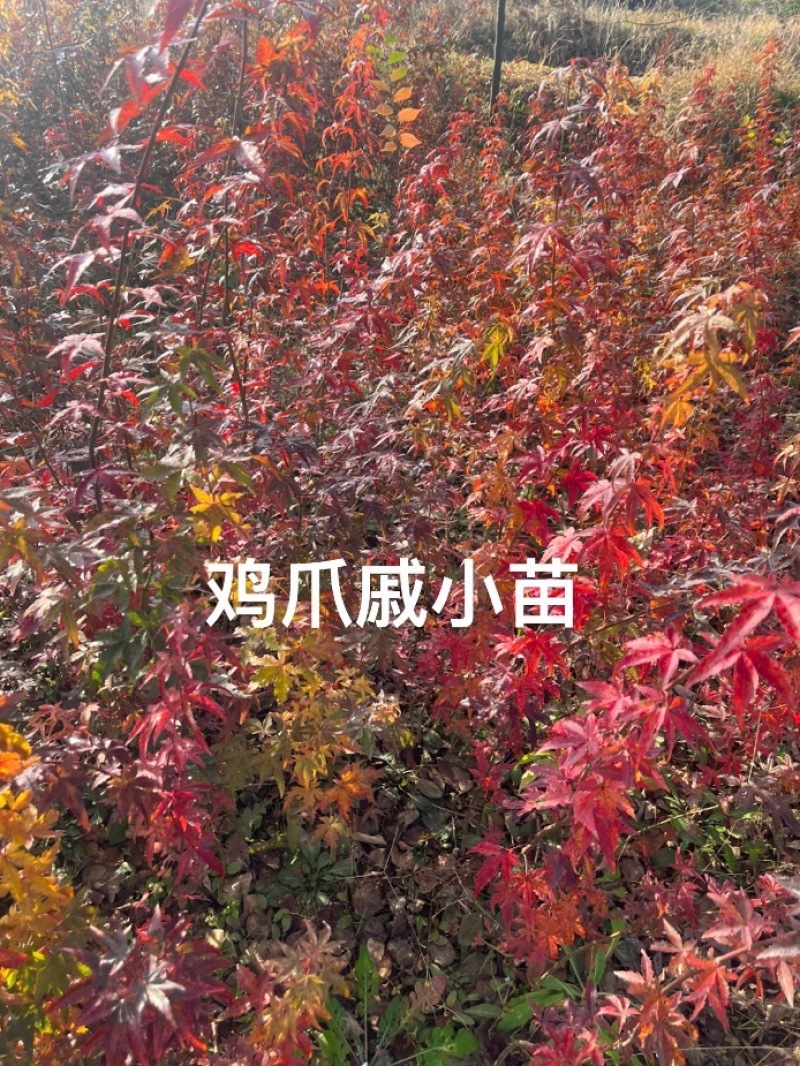 枫树苗，鸡爪戚小苗基地直发量大从优品质保证