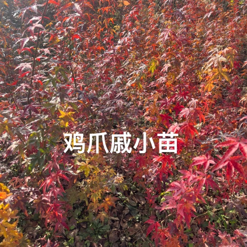 枫树苗，鸡爪戚小苗基地直发量大从优品质保证