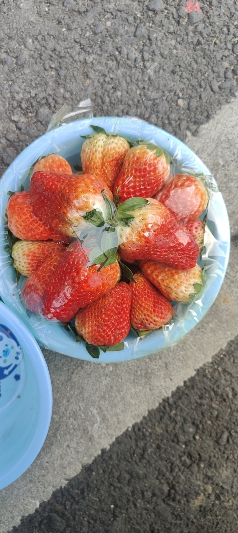大凉山草莓錢莓种植基地直发空运水果专线市场整车盆子