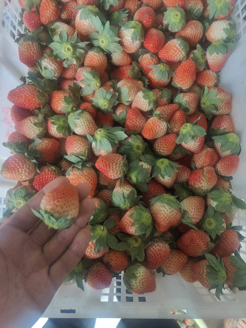 大凉山草莓錢莓种植基地直发空运水果专线市场整车盆子