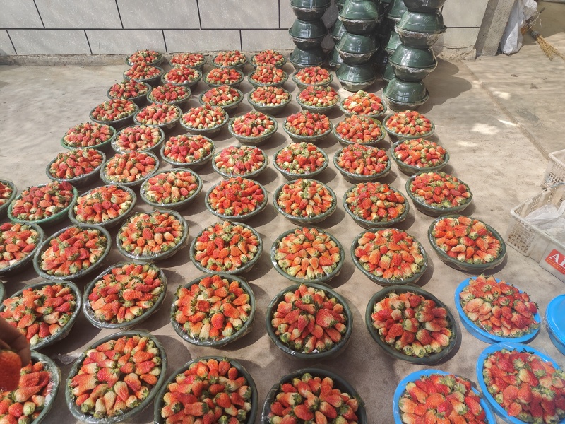 大凉山草莓錢莓种植基地直发空运水果专线市场整车盆子