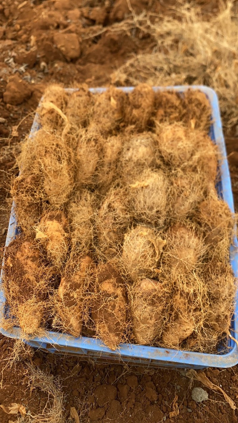 广东湛江新鲜毛薯大条粉糯口感好产地大量走货