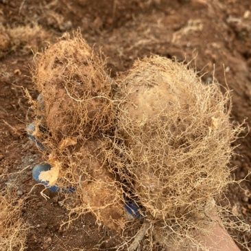 广东湛江新鲜毛薯大条粉糯口感好产地大量走货
