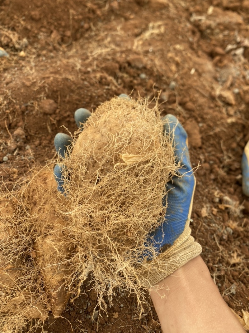 广东湛江新鲜毛薯大条粉糯口感好产地大量走货