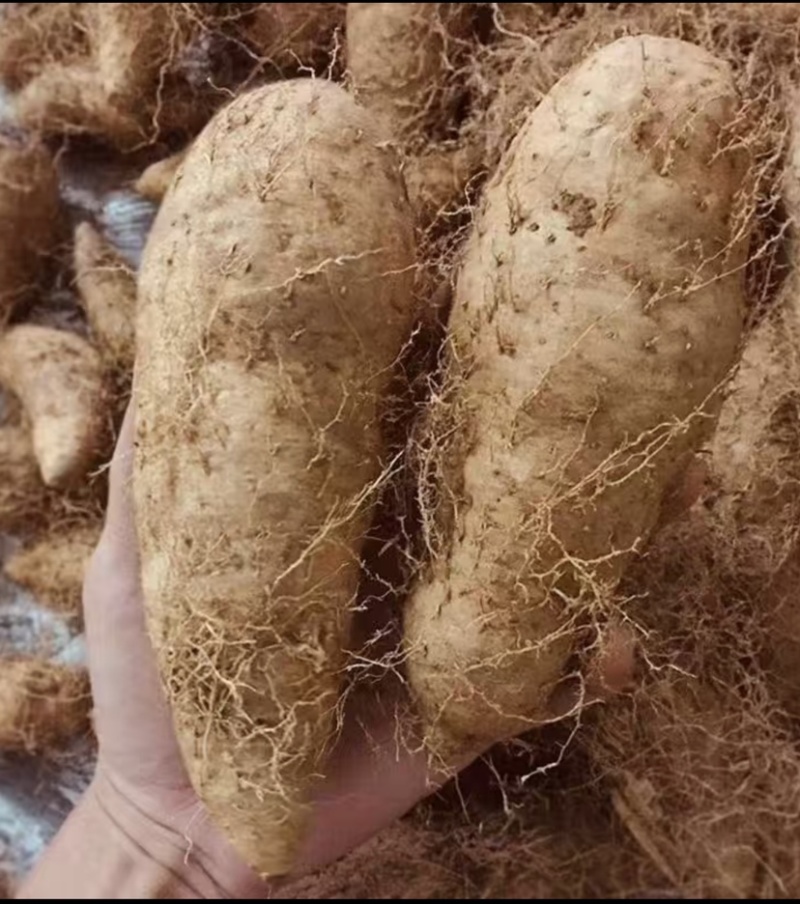 广东湛江新鲜毛薯大条粉糯口感好产地大量走货
