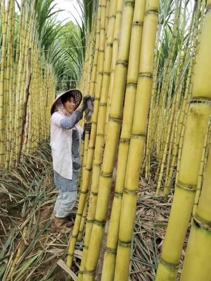 普洱黄金甘蔗，脆甜多汁，欢迎来电选购，质量保证