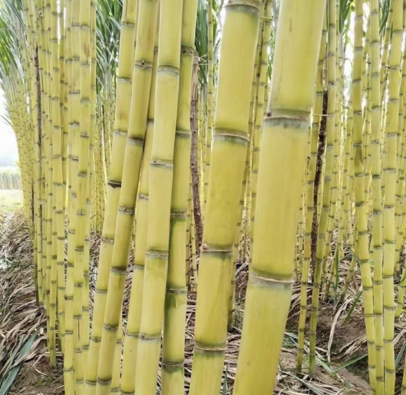 普洱黄金甘蔗，脆甜多汁，欢迎来电选购，质量保证