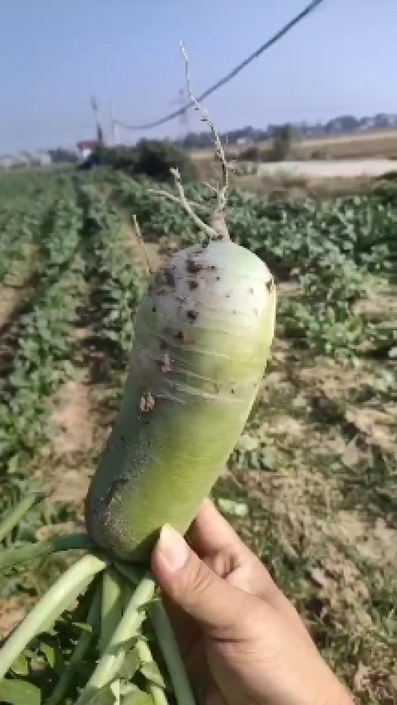 湖北青头萝卜上市了