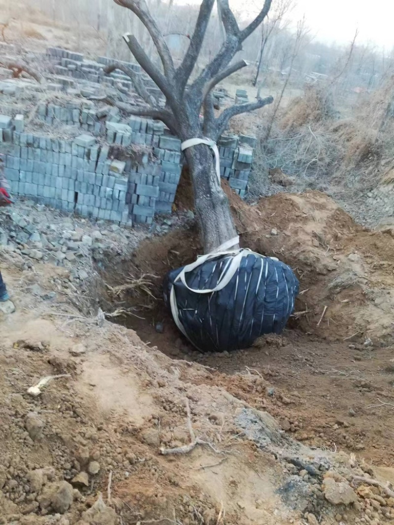 古柿子树大量现货，价格优惠，可实地老虎，欢迎采购