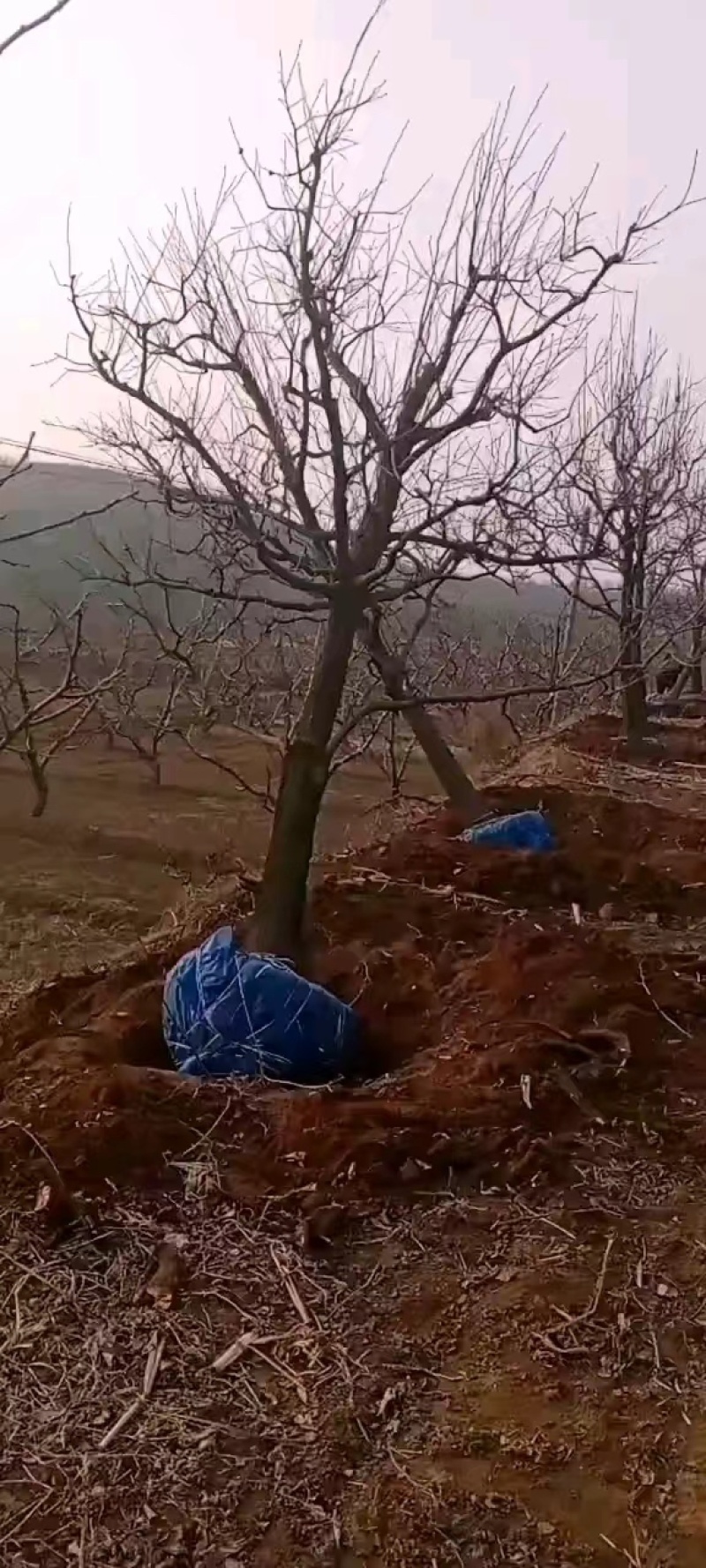 古柿子树大量现货，价格优惠，可实地老虎，欢迎采购