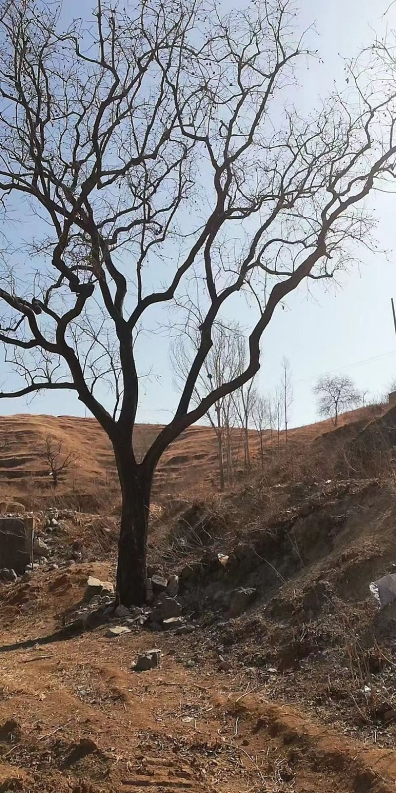 古柿子树大量现货，价格优惠，可实地老虎，欢迎采购