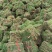 马尼拉草皮