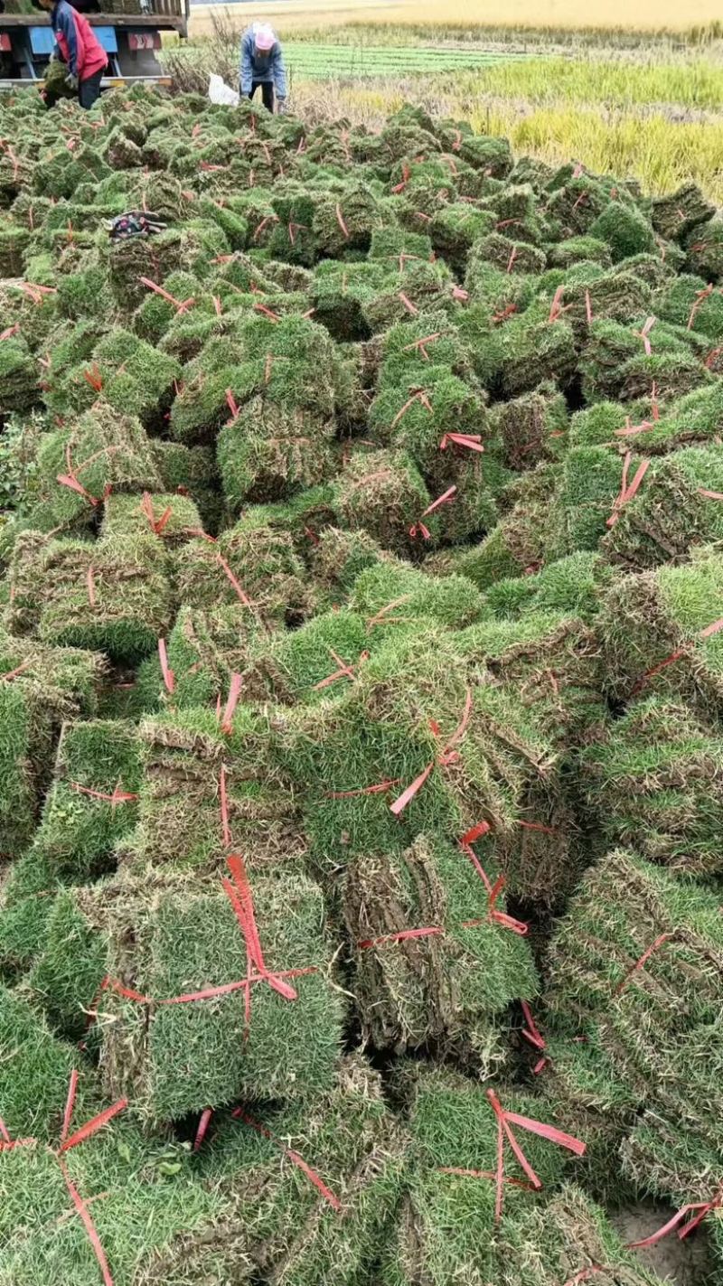 马尼拉草皮