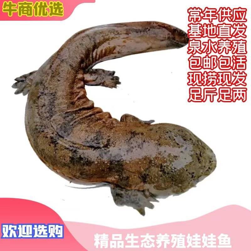 好货推荐特别推荐生态大鲵娃娃鱼活鱼月子餐汤营养丰富
