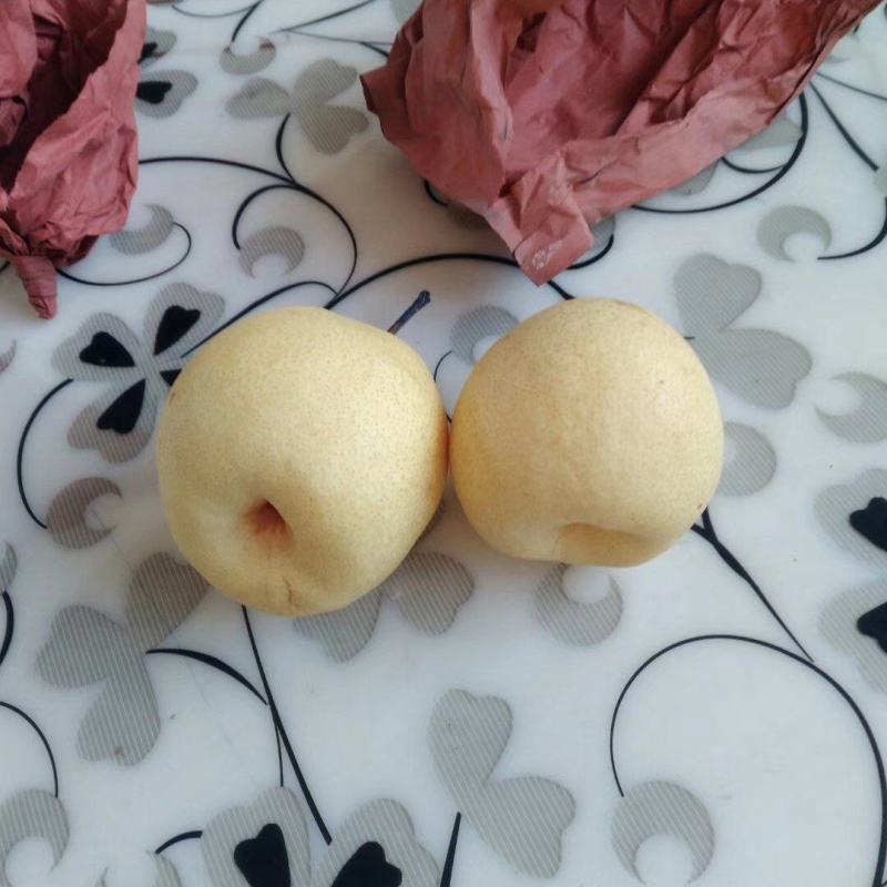 常年代收各种梨子，可根据客户需求进行包装，分拣