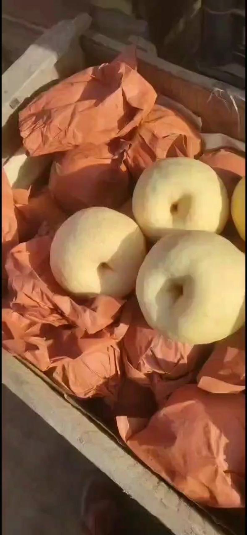 【白酥梨】精品酥梨，产地直供，价格便宜，诚信经营，全国发货