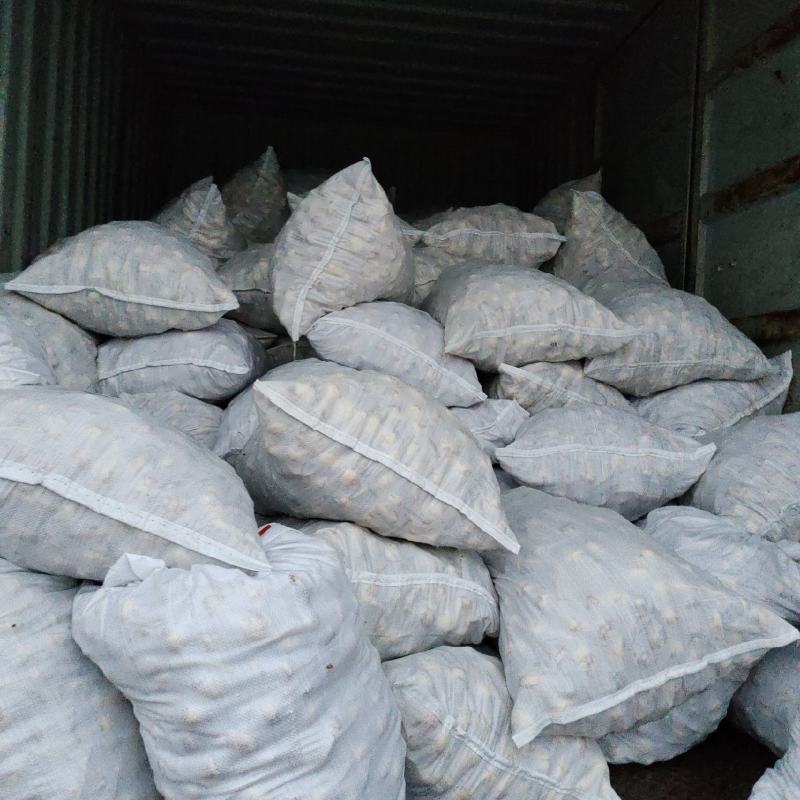 《精品茨菇》大量供应基地直发质量保证现货随到随装