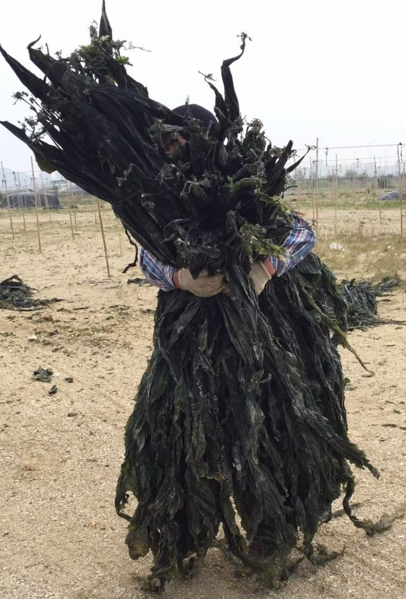福建干海带无沙干海带大量供应全国发货
