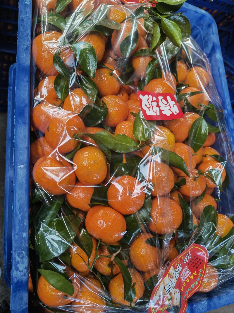 沙糖桔大量上市，纯甜无渣现摘现发，货源充足