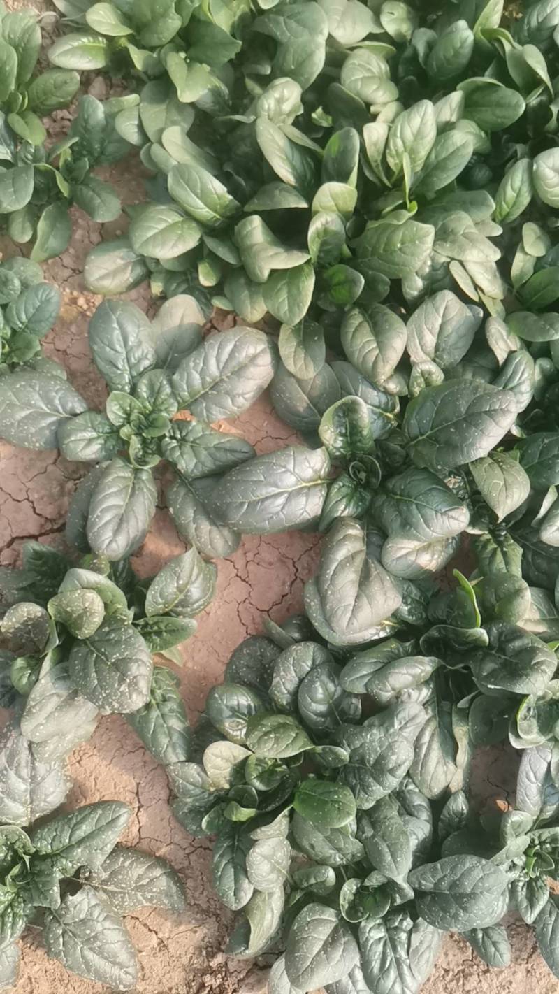 小棵波菜大量上市了。欢迎新老客户前来选购。保证质量。