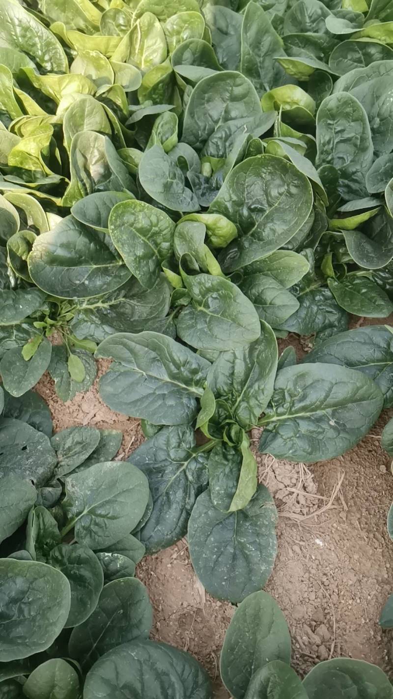 小棵波菜大量上市了。欢迎新老客户前来选购。保证质量。