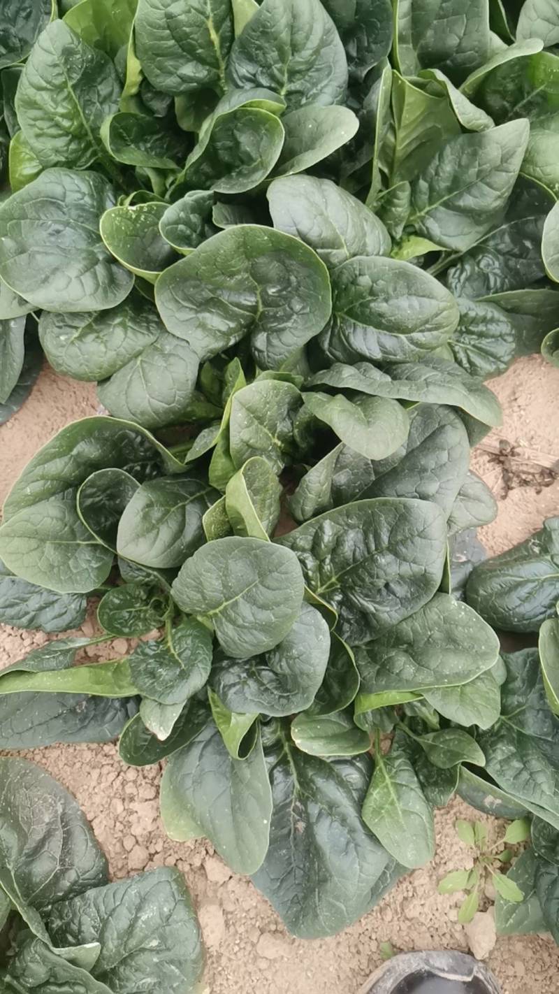 小棵波菜大量上市了。欢迎新老客户前来选购。保证质量。