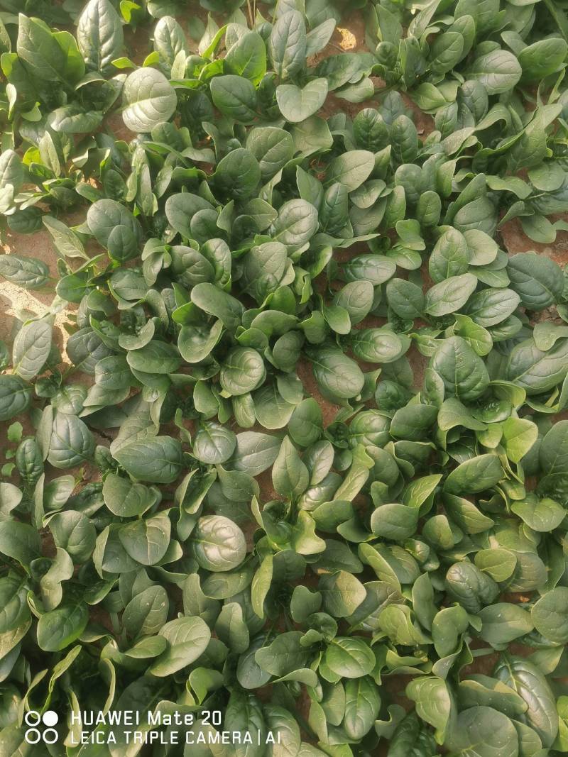 小棵波菜大量上市了。欢迎新老客户前来选购。保证质量。