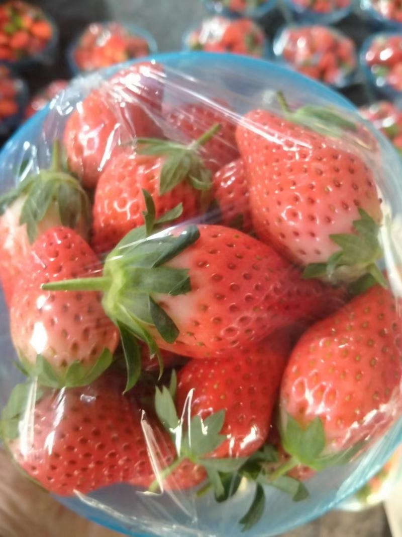 【草莓】正宗甜宝草莓现摘现发对接各大市场电商商超