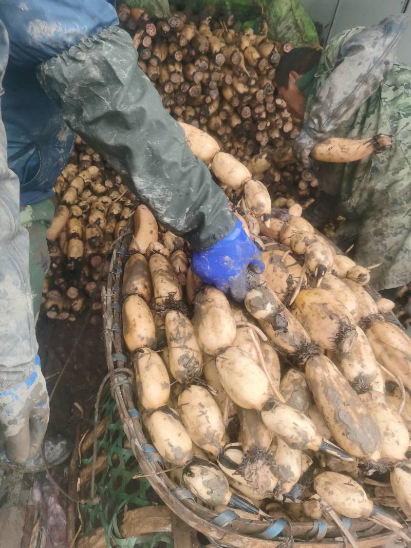 精品鄂莲6号产地直供，大量批发，可看视频，和照片