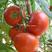 秦蔬218大红色番茄种子无限生长型大红西红柿种子抗病硬果
