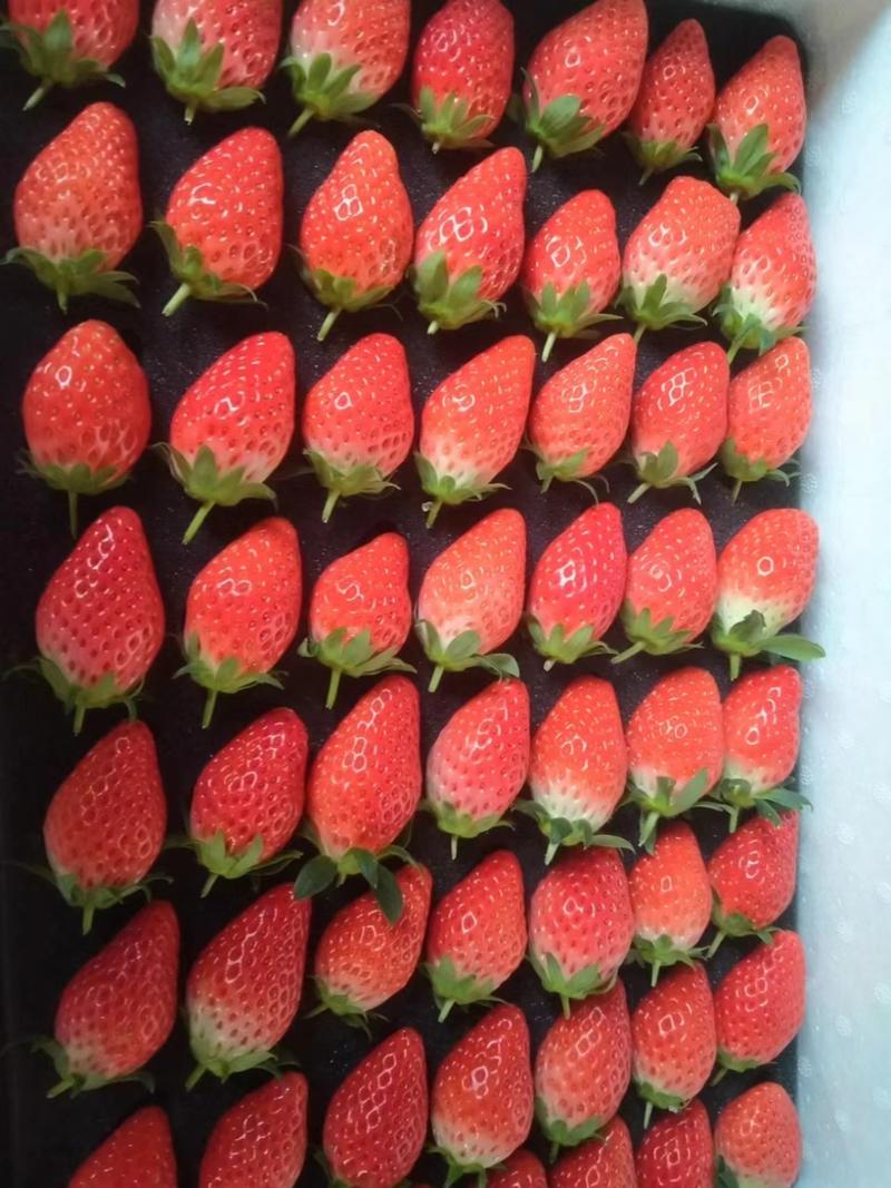 【热卖】草莓济南甜宝草莓大量供应品质保证欢迎咨询