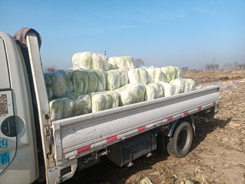 山东黄心白菜大量上市诚信经营一手货源欢迎采购对接批发商！