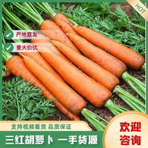 【精选】河南开封三红胡萝卜-产地直发-量大从优-价格优惠