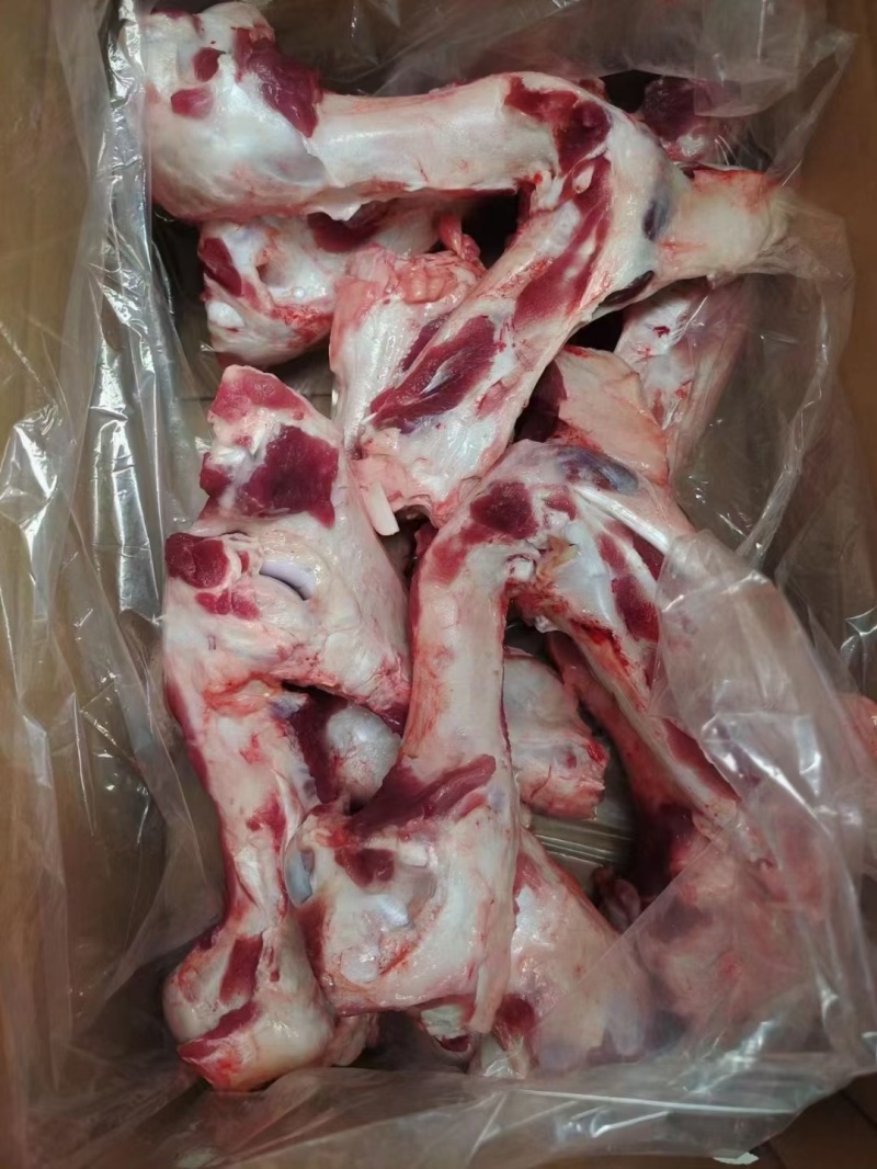 母猪前腿骨