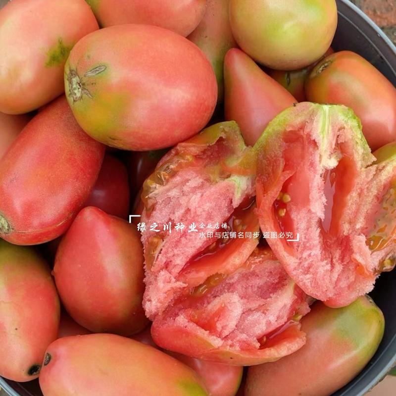 东北粉红芒果番茄种子沙瓤籽少口感甜不空心大果芒果柿子种子