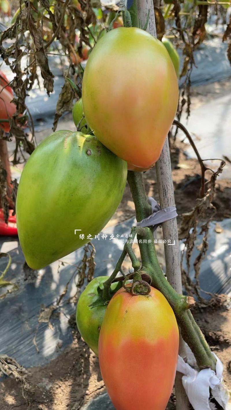 东北粉红芒果番茄种子沙瓤籽少口感甜不空心大果芒果柿子种子