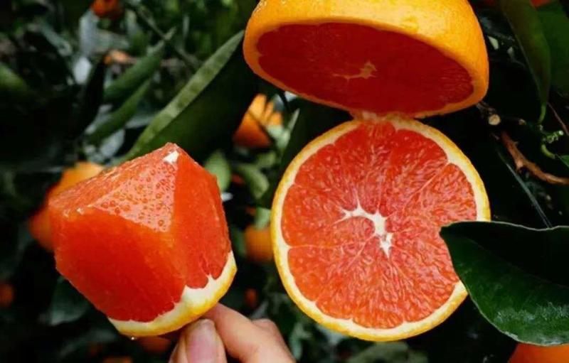 【一级血橙】塔罗科血橙中华红橙，树上鲜果，产地直发口感甜