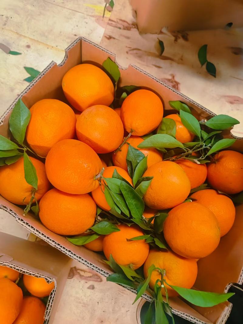 【一级血橙】塔罗科血橙中华红橙，树上鲜果，产地直发口感甜
