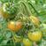 黄色草莓番茄种子阳光蜜露黄色草莓西红柿种子酸甜适中