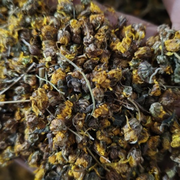 河南野菊花品质保证产地直发可视频看货欢迎咨询