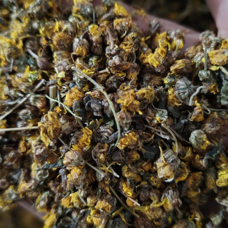 河南野菊花品质保证产地直发可视频看货欢迎咨询