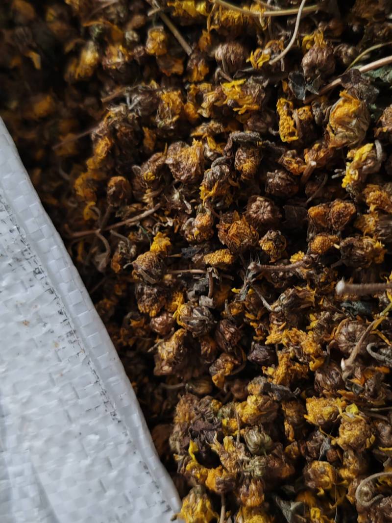 河南野菊花品质保证产地直发可视频看货欢迎咨询