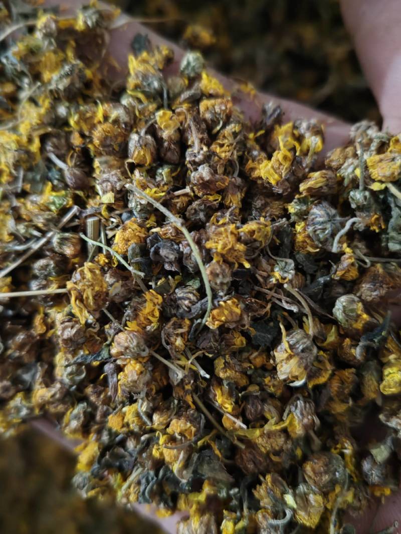 河南野菊花品质保证产地直发可视频看货欢迎咨询
